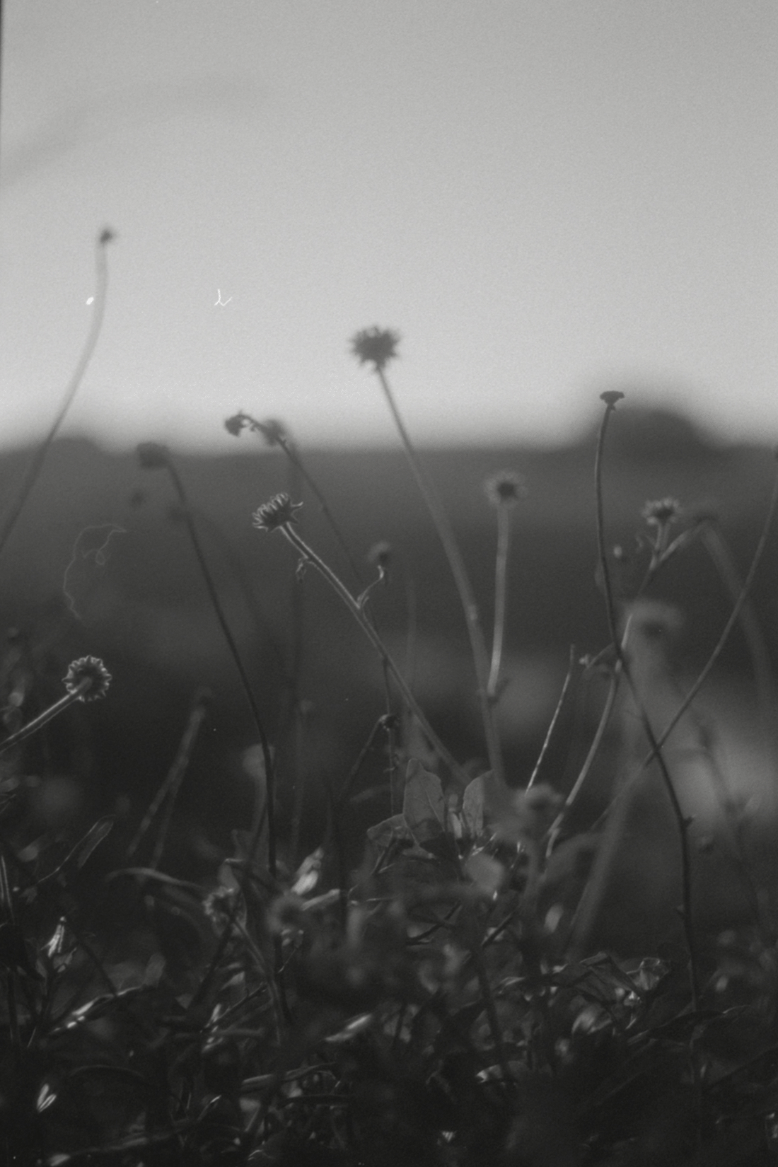 grassroot
