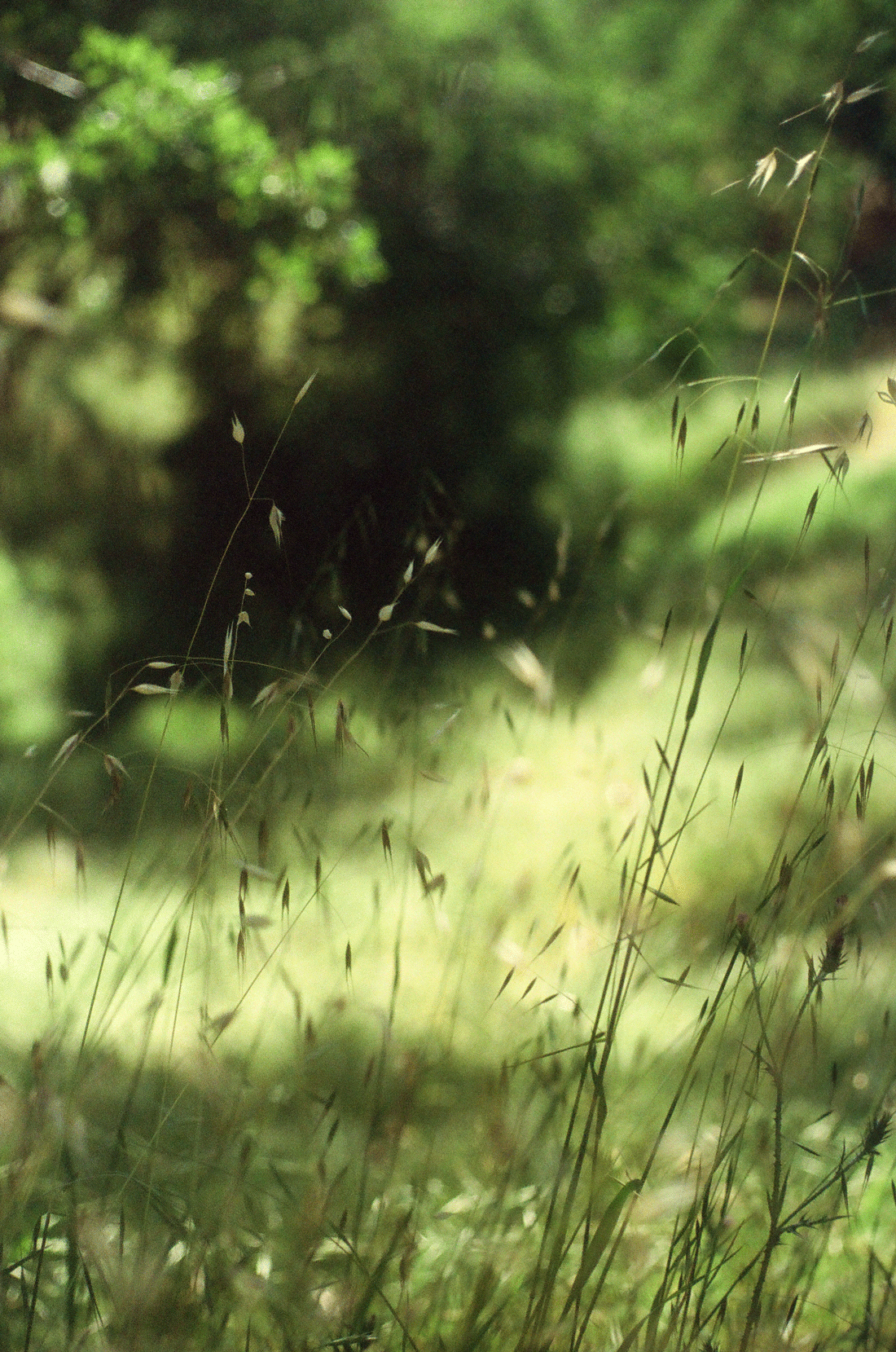 grassroot