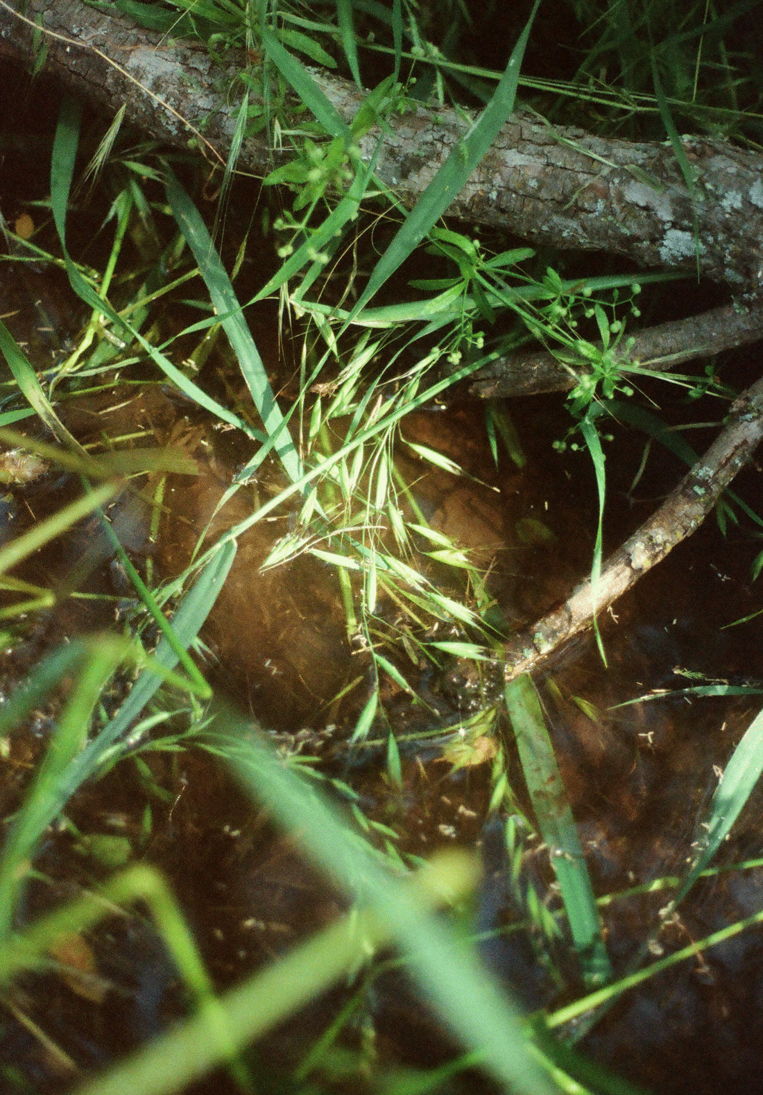 grassroot