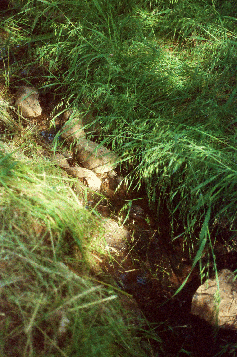 grassroot