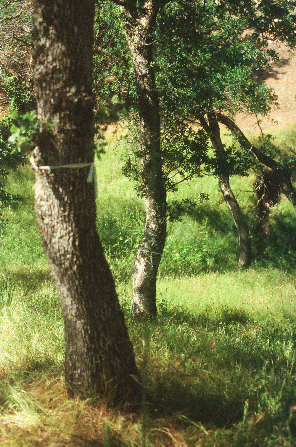 grassroot