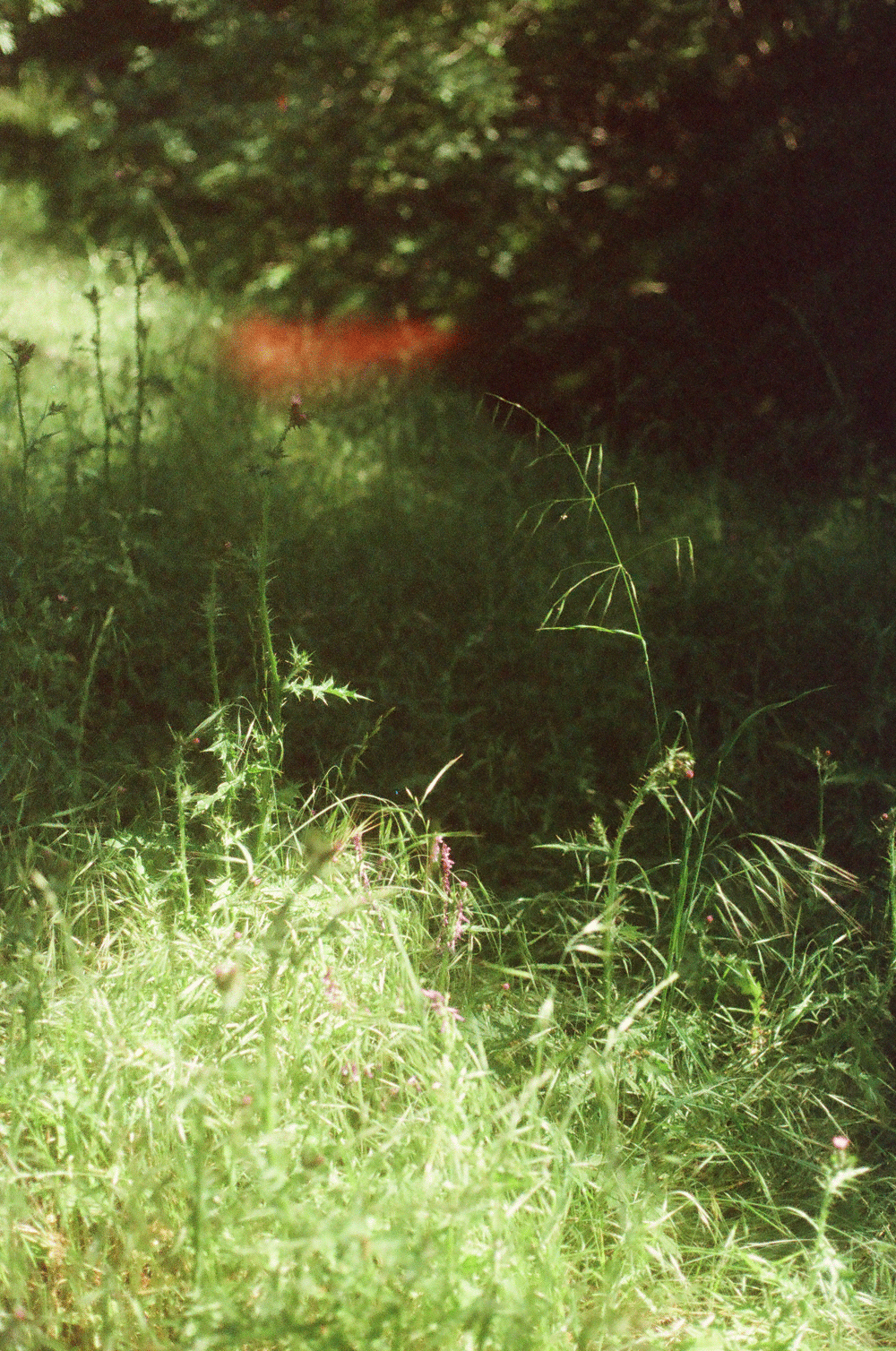 grassroot