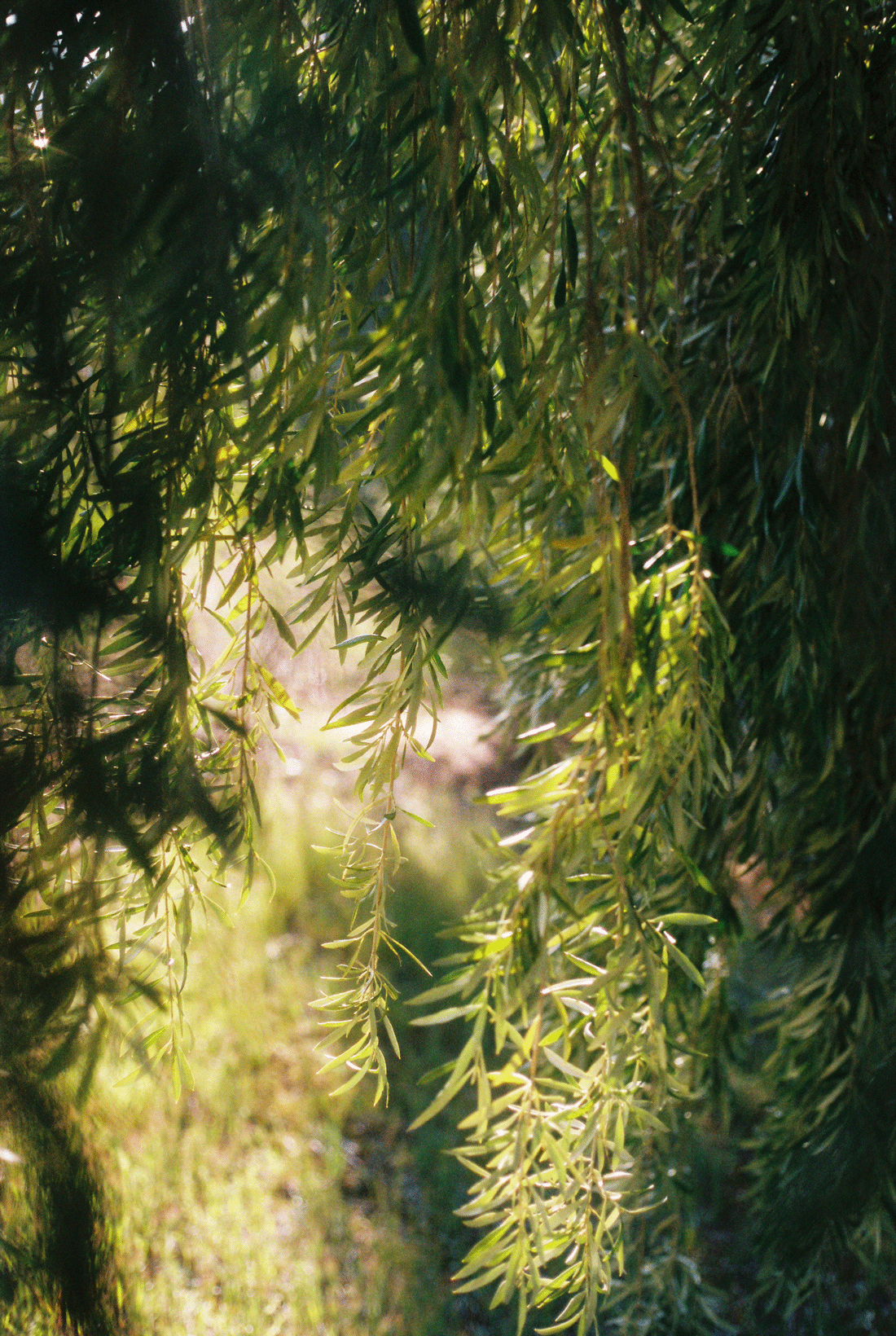 grassroot