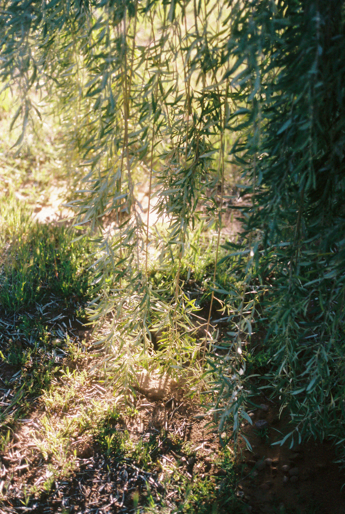 grassroot