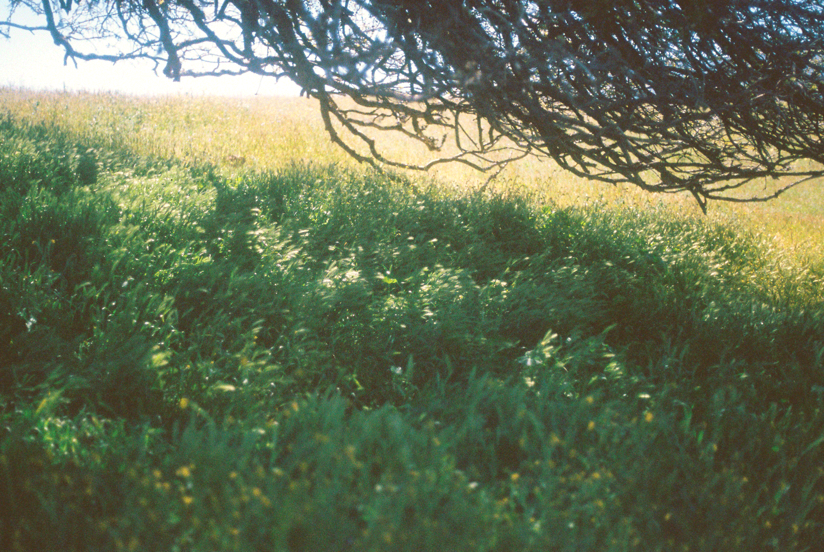 grassroot