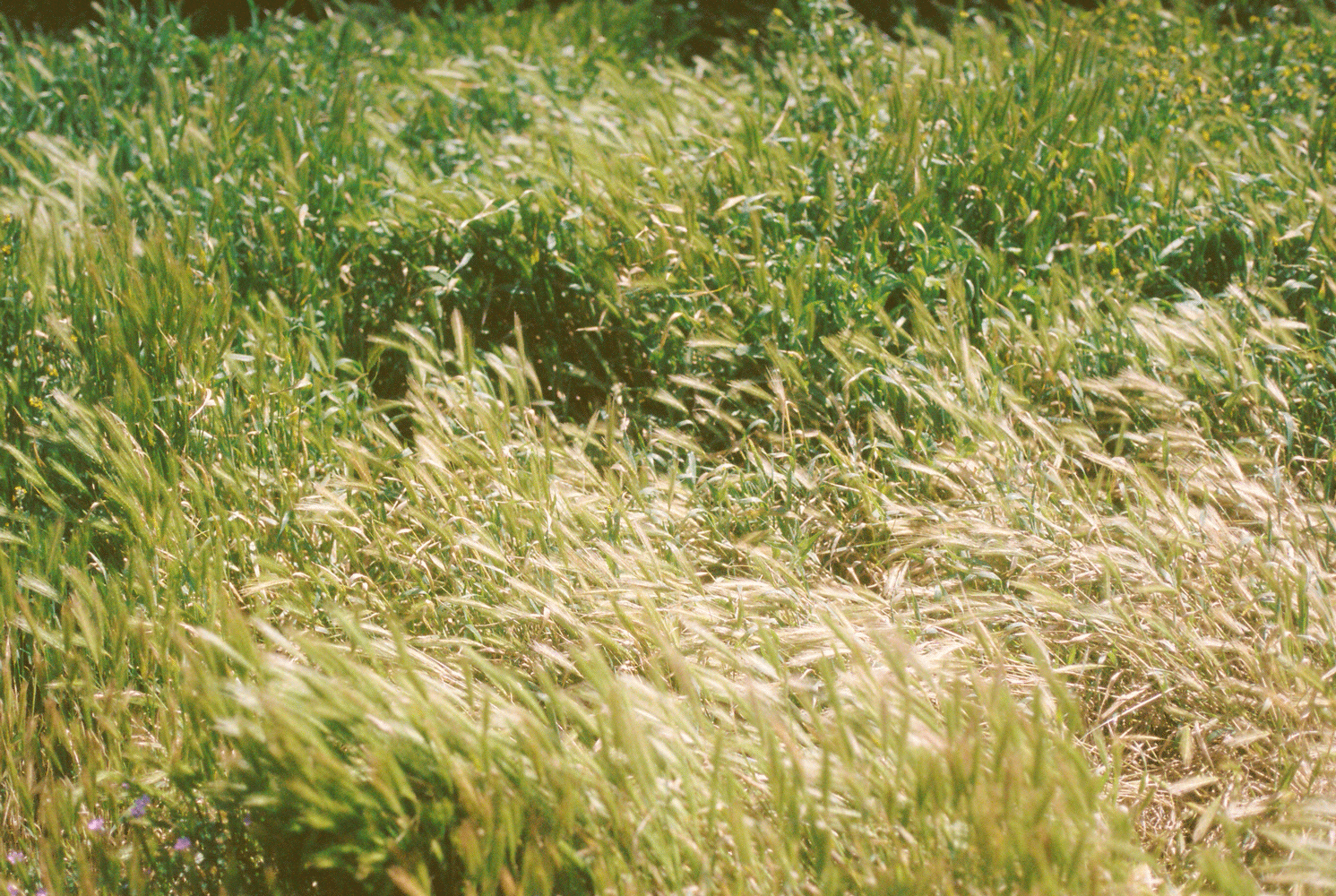 grassroot