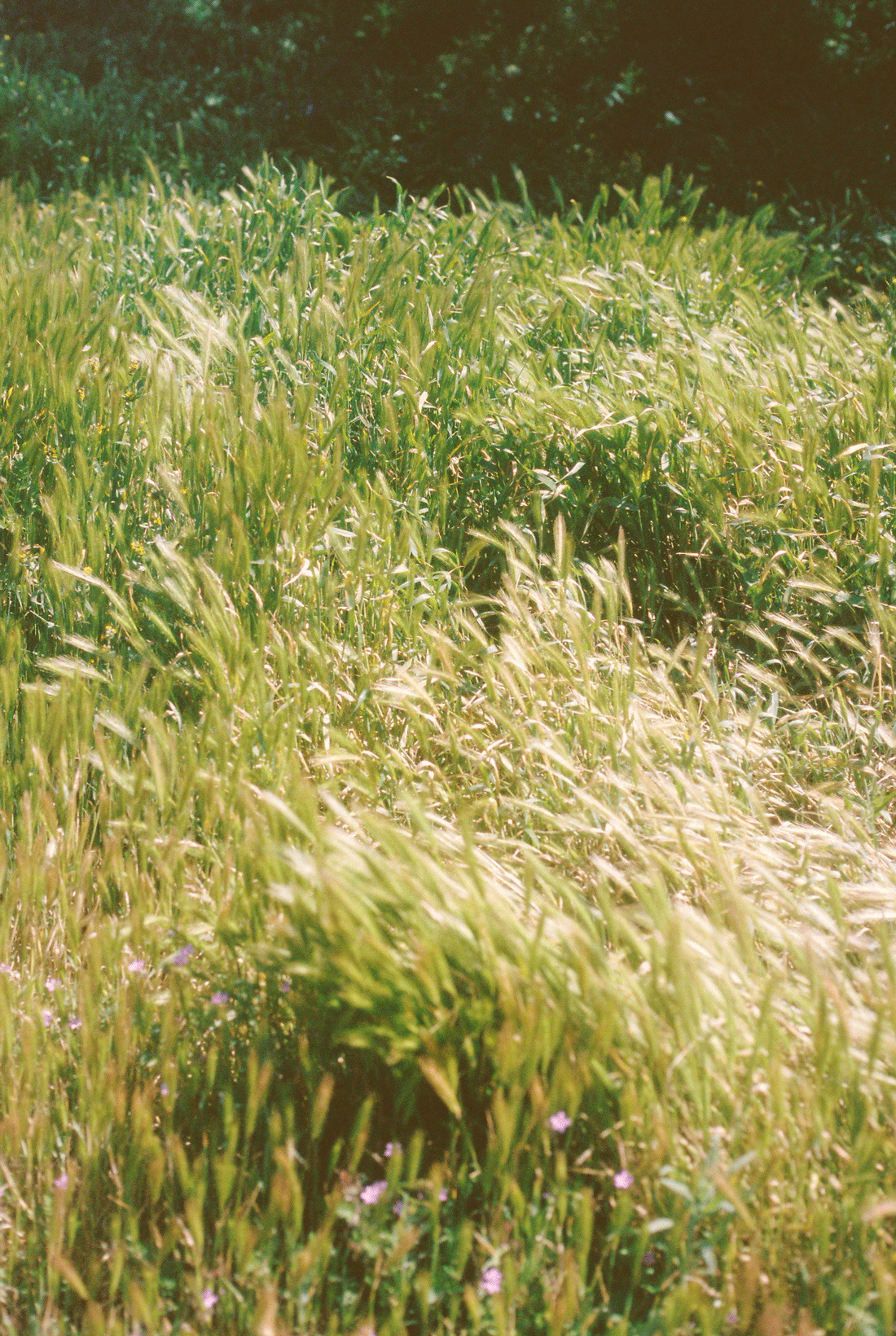 grassroot