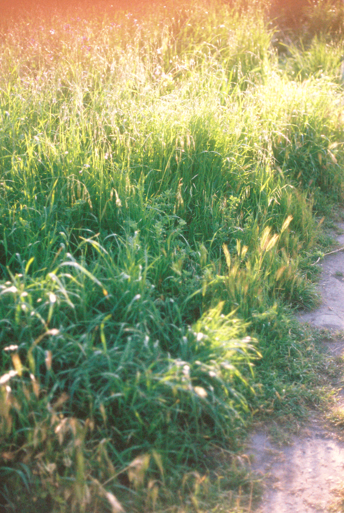 grassroot