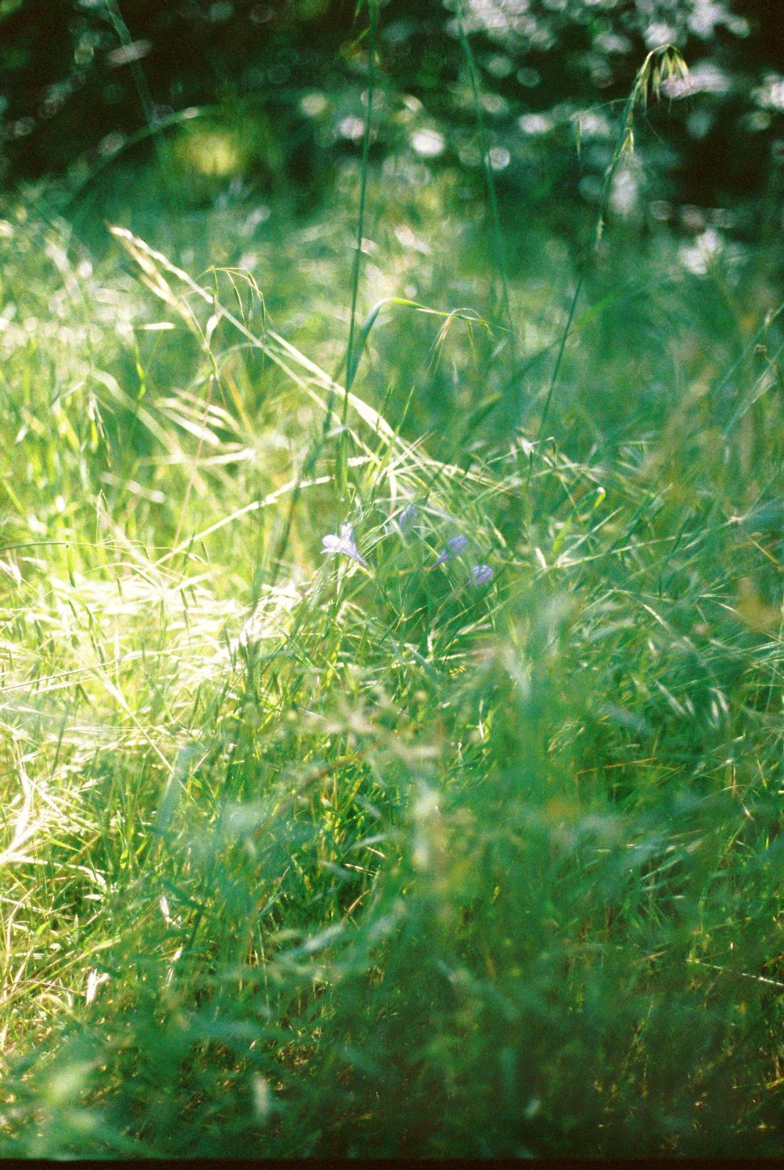 grassroot