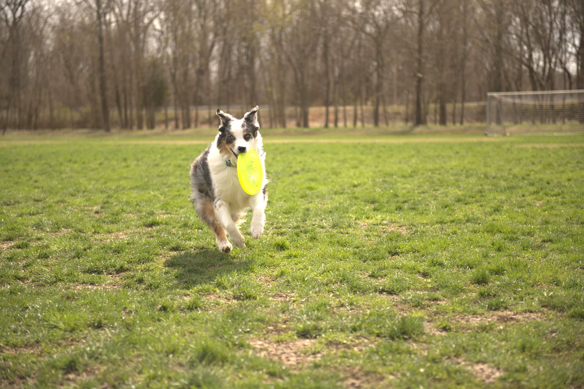 Australian shepherd catching a frisbee