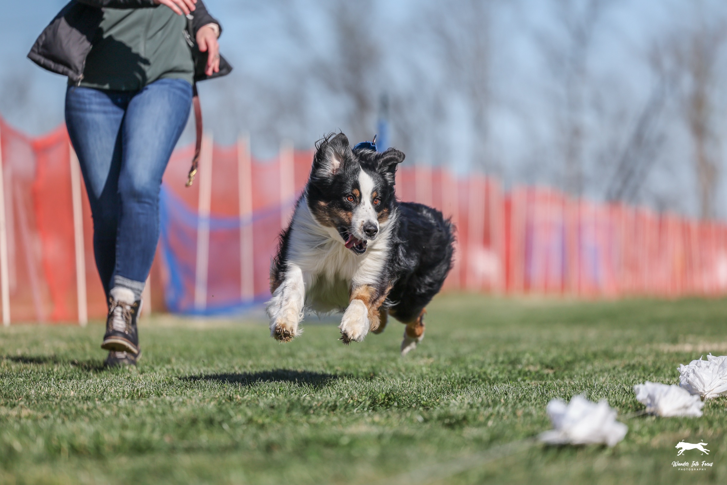 Australian shepherd running Fast CAT