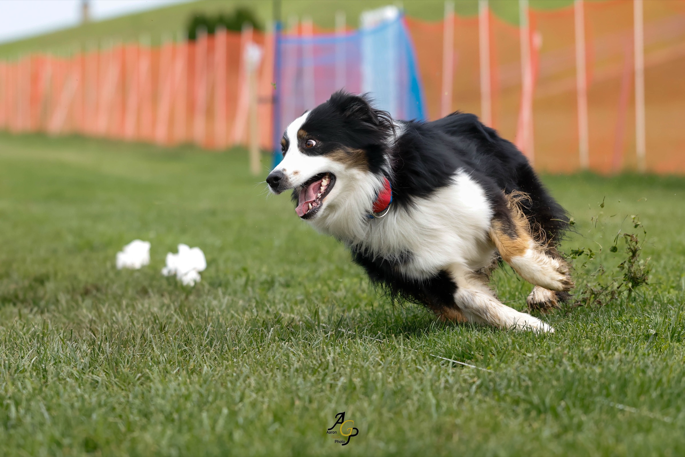 Australian shepherd chasing the lure at Fast CAT
