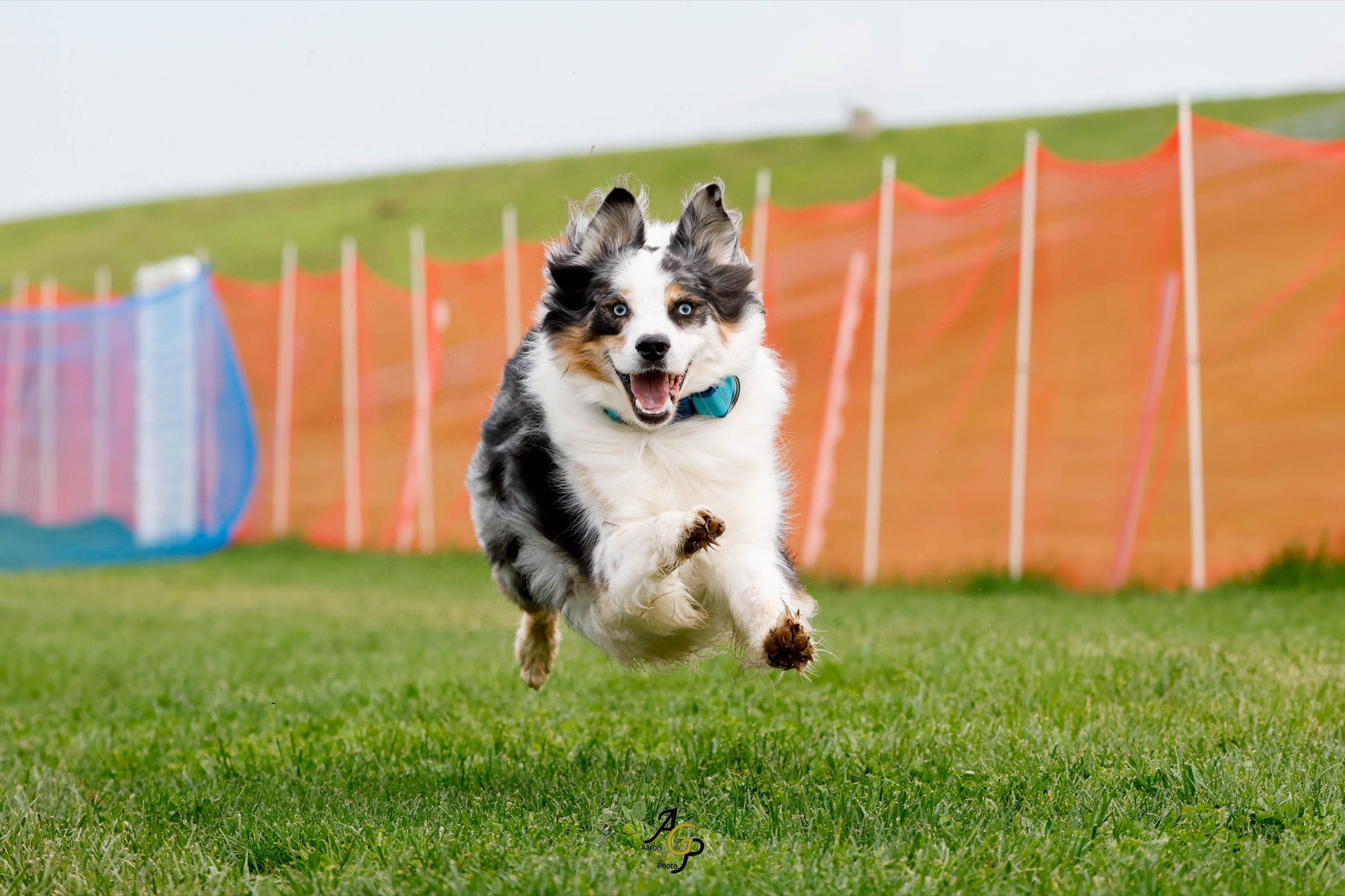 Australian shepherd airborne at Fast CAT