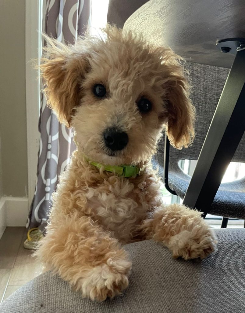 Puppy looking at camera