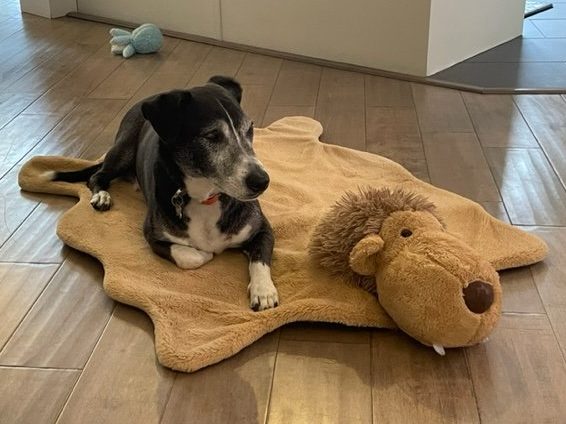 Dog on a plush lion blanket