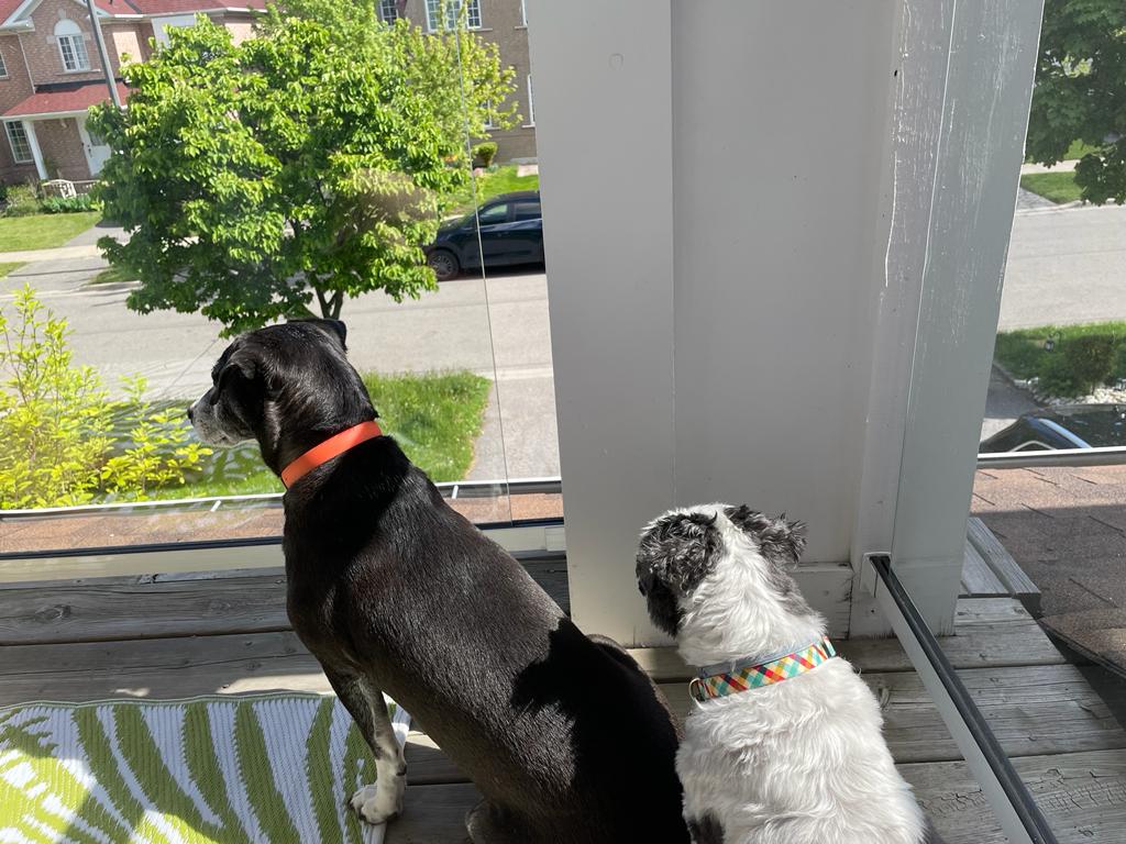 Dogs watching street from balcony