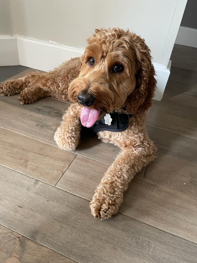 Dog looking at camera