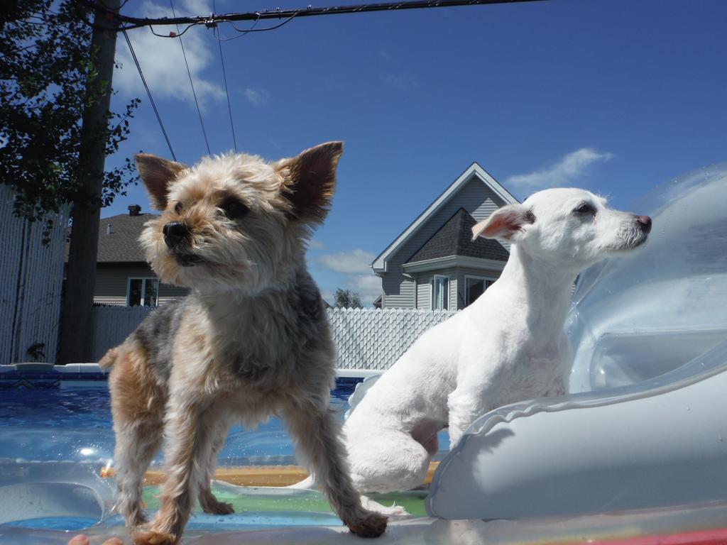Two dogs playing in small pool