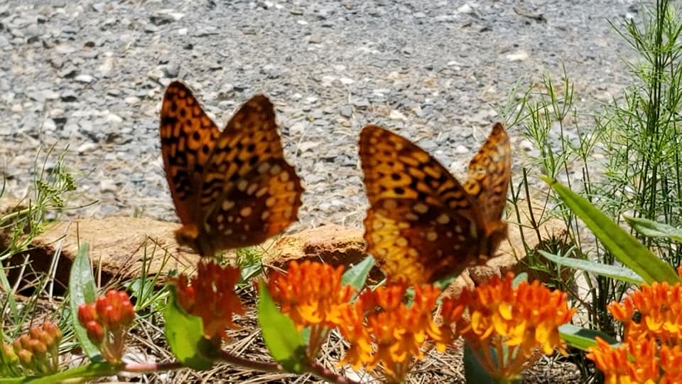 Two butterflies photo