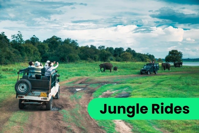 Jungle Safari Adventures – Explore the Wild Side of Sri Lanka