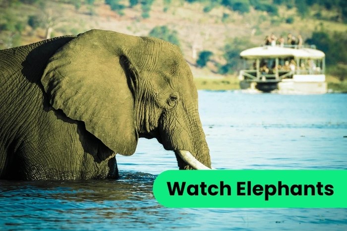Watch Elephants in Their Natural Habitat – A Sri Lankan Wildlife Experience