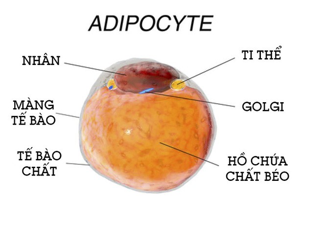 Các nhà khoa học phát hiện tế bào ung thư thích chất béo - Ảnh 3.