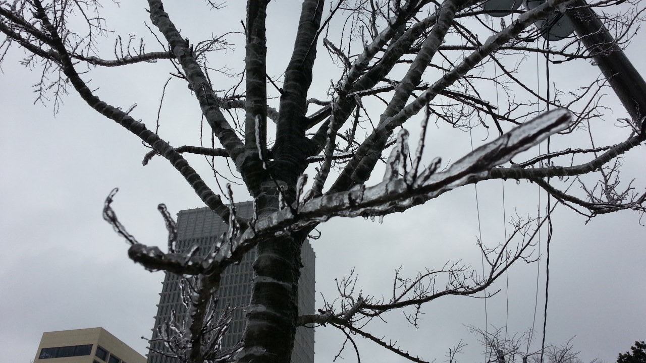 A layer of ice covers the trees near the Bank of America tower in midtown Atlanta.