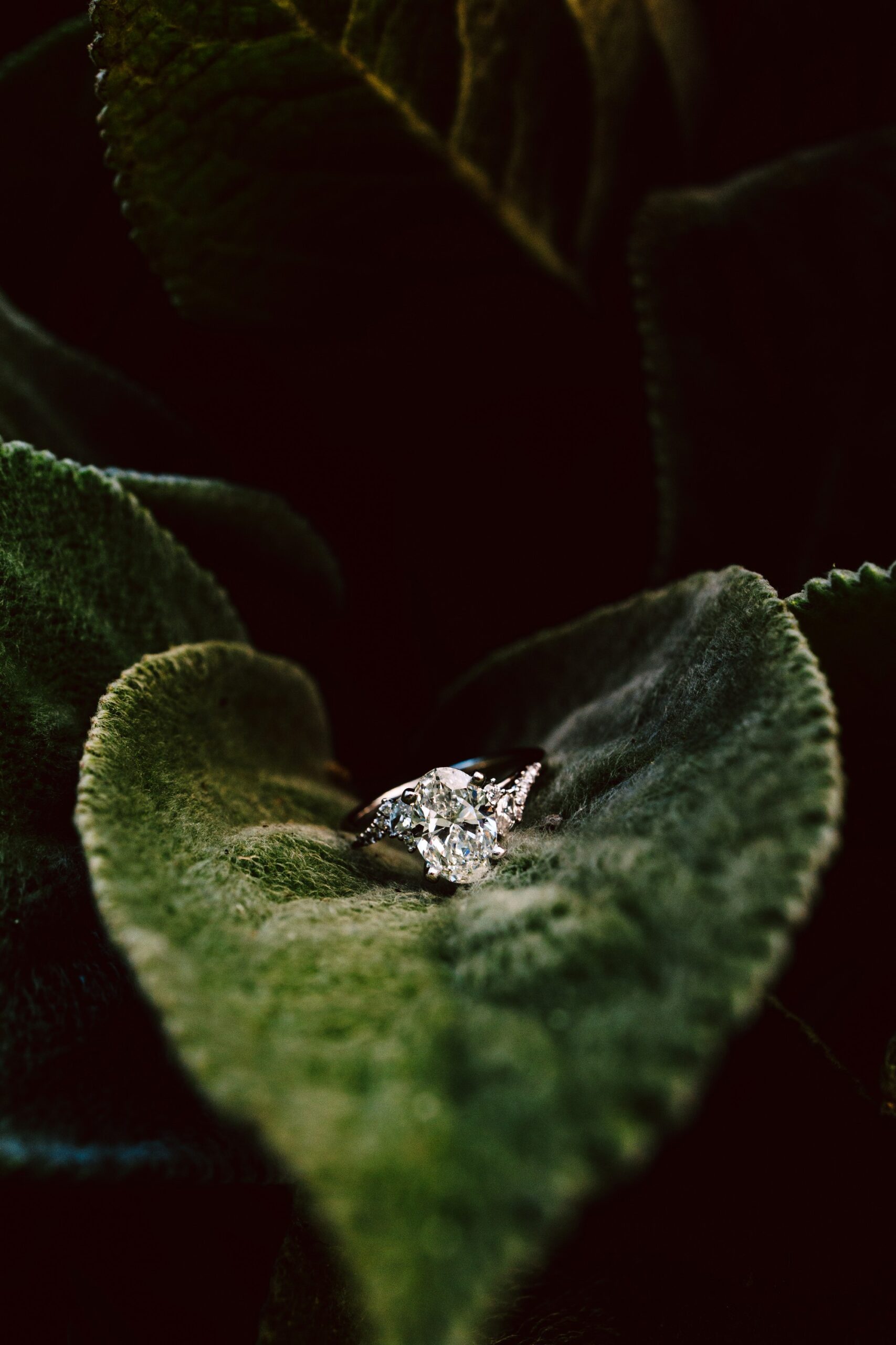 GSquared Weddings Photography A diamond ring rests on a large, velvety green leaf, surrounded by overlapping leaves—a natural and elegant display perfect for engagement photography. GSquared Weddings | 47.9129° N, 122.0982° W | Serving Snohomish, Seattle , Orlando & Beyond