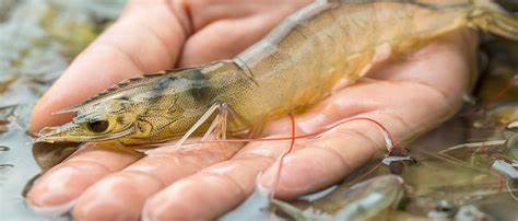 Pakistan’s biggest pilot project for shrimp farming launched