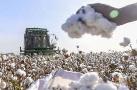 Pakistan: Weekly cotton review – Market shows overall stability