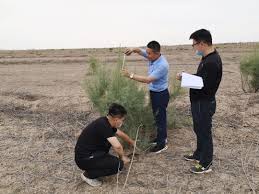 Researchers sow seeds of technologies for anti-desertification in NW China