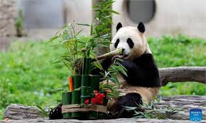 Two giant pandas set off from Chengdu for a 10-year stay at Zoo Atlanta