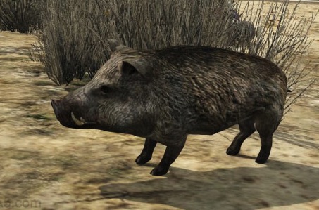 Boars GTA Wiki Boar GTAV 