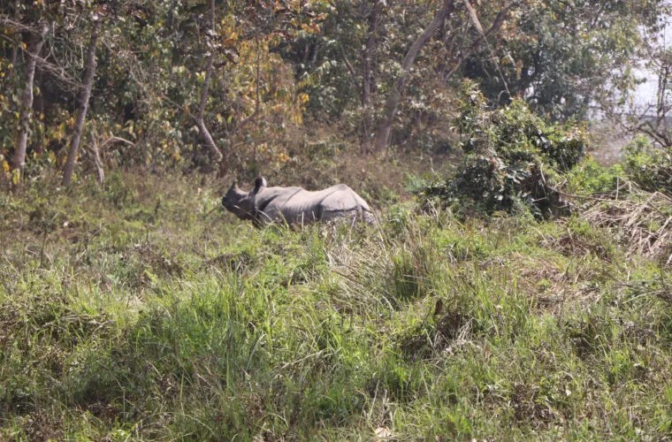आठ महिनामा चितवन राष्ट्रिय निकुञ्जमा २० वटा गैँडा मृत फेला