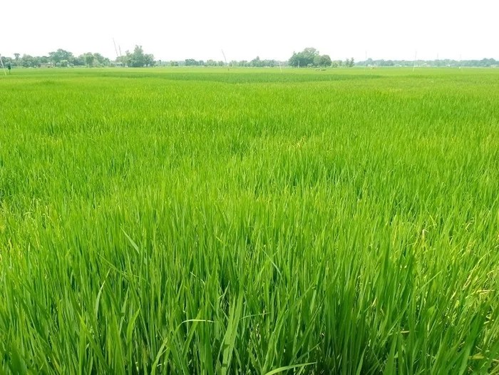 पानी छ, किसानको चैतेधान खेतीतर्फ छैन आकर्षण