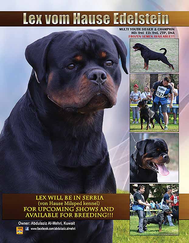 Edelstine Rottweilers Lex Vom Hause Edelstein – Guardian Rottweilers
