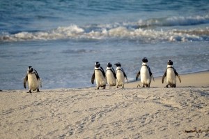 A group of African penguins walking together across a sandy beach, with the ocean waves visible in the background.