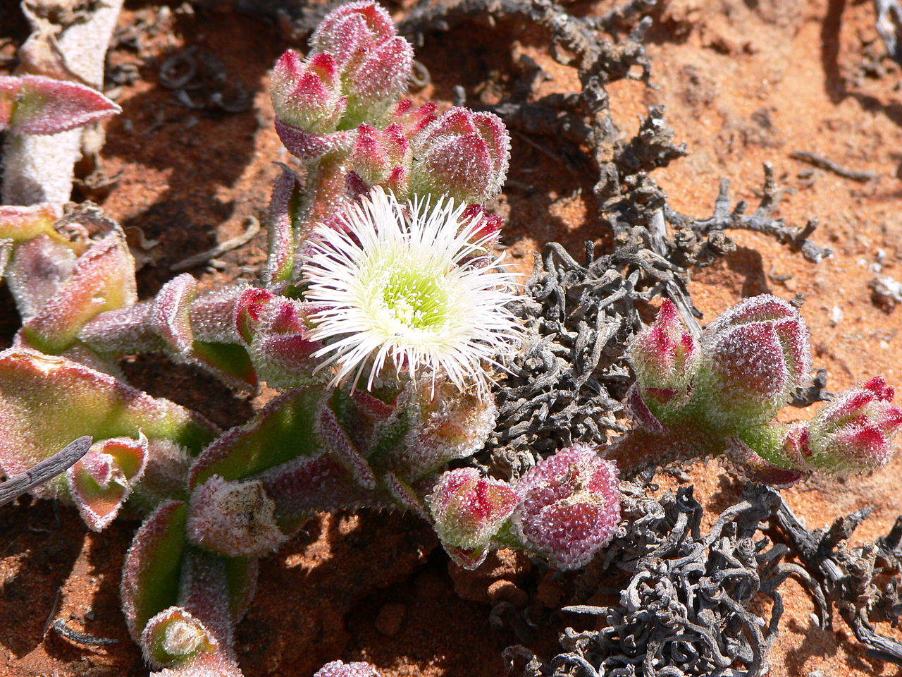 Flor de Gelo 