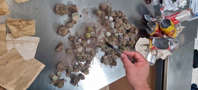 Operação impede envio clandestino de cactos e sementes brasileiras ao exterior