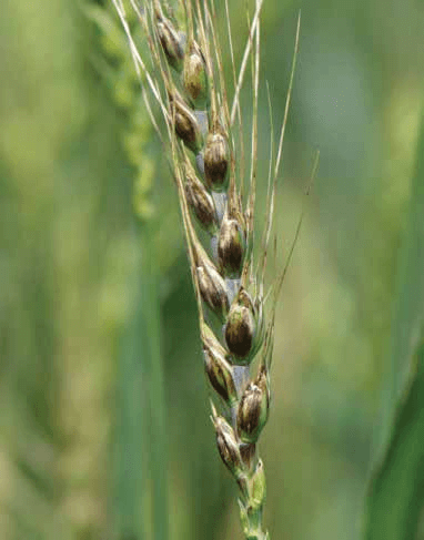 Physical activity and inactivity mechanisms differ; Black chaff - UT Crops Pest Guides