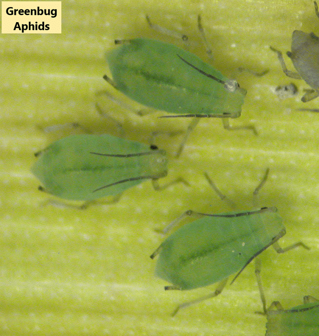 Aphids