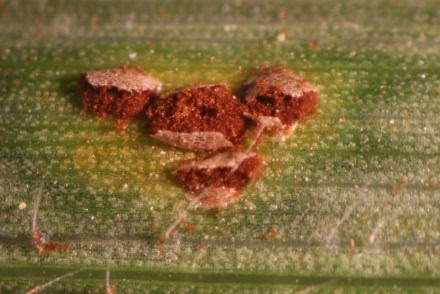 Common Rust 4 Ut Crops Pest Guides - Gradient Background Collection - Ultra HD Quality