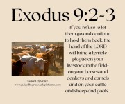 YOUR CATTLE / EXODUS 9:2-3