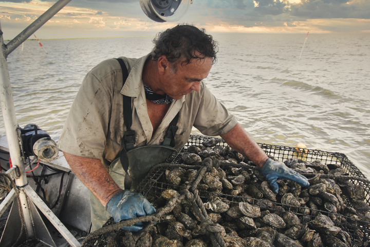 U.S. Oysters: Less Supply, Higher Prices for Consumers