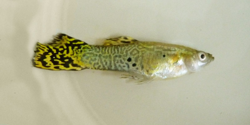 Worlds Largest Guppy Guppy Forum 340653 Best Guppy Fish in the World 2021. Worlds Largest Guppy Guppy Forum 340653 Biggest Strongest Fastest and Other Extremes.