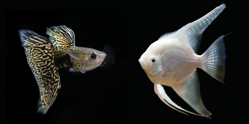15 Great Angelfish Tank Mates Plete Patibility Guide Can angelfish live with guppies.
