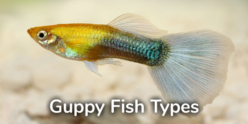Live Bearer Fish Britannica Guppies whose natural range is in northeast South America were introduced to. Live Bearer Fish Britannica The largest lobe-finned fish.