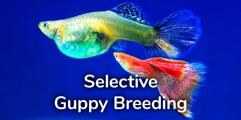 5 Best Breeding Box For Guppies 2021 MKDcom 4 Rooms HD Fish Breeding Box Aquarium Breeding.
