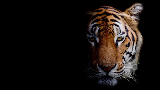 Fondos De Pantalla 4k Gratis Para Windows 10 Guru Tecno