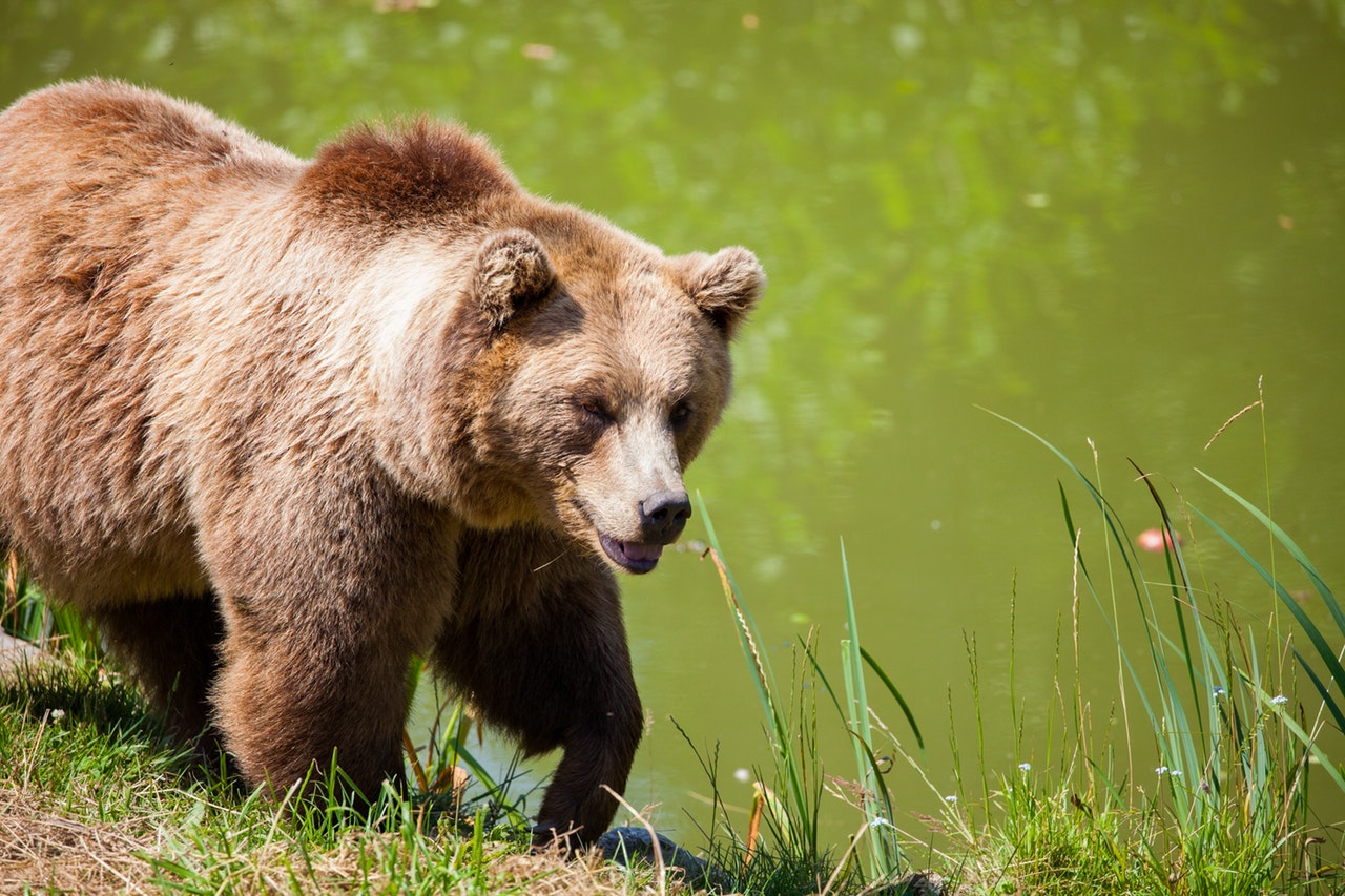 Brown Bear Attack Guy Counseling